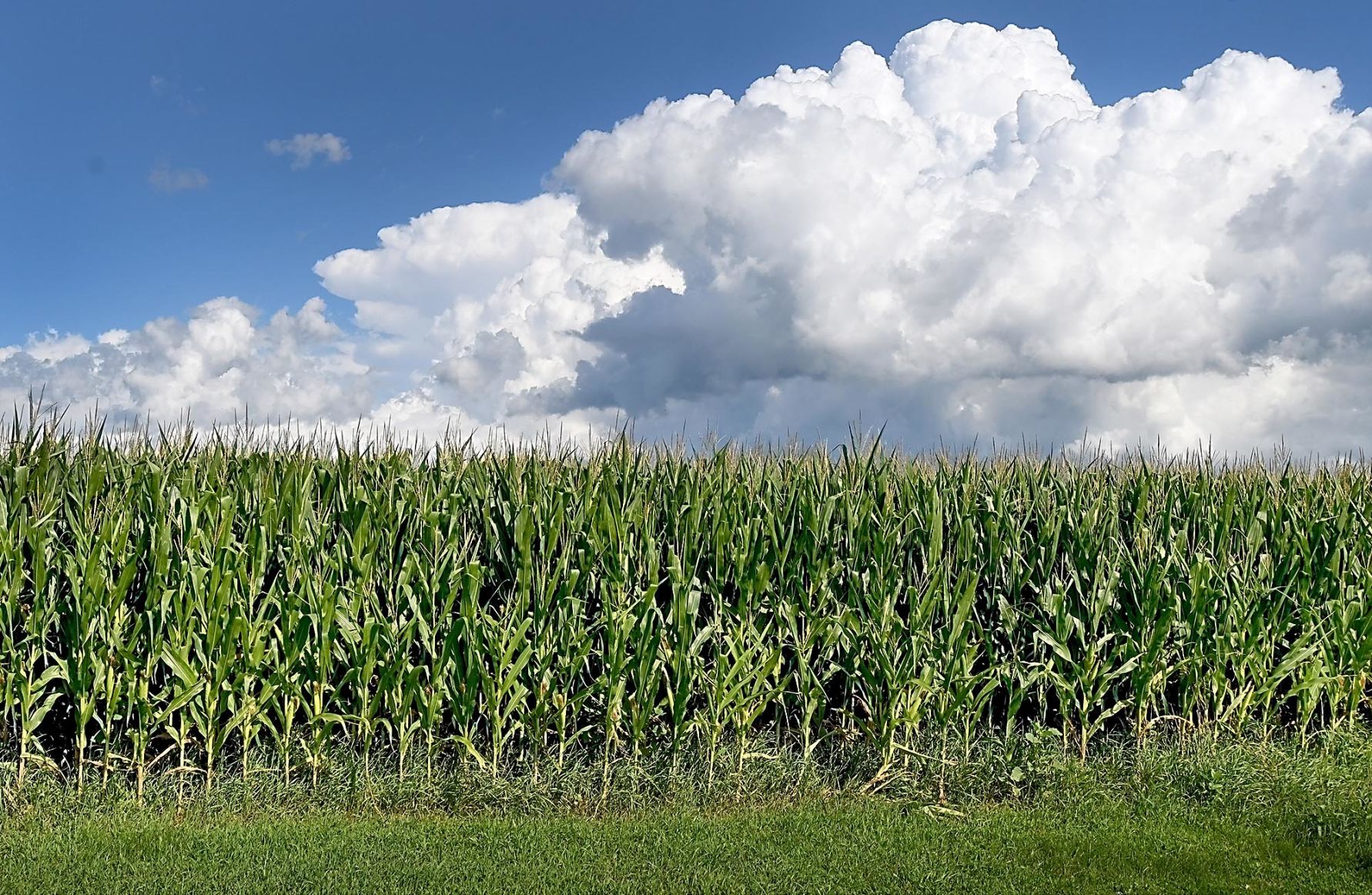 Corn